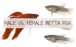 1 male and 3 female betta fish: The Female Betta Fish