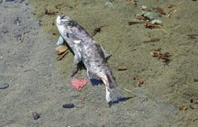 A deteriorated salmon dies after spawning.