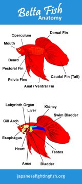 Betta Fish Anatomy