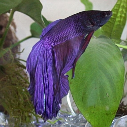 blue veiltail betta fish