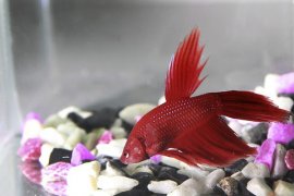 Care must be taken to prevent two bettas from brawling.