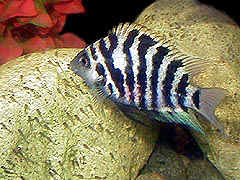 Convict Cichlid female with her young fry.