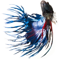 crowntail betta swimming