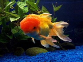 Goldfish need appropriate temperatures to remain healthy.