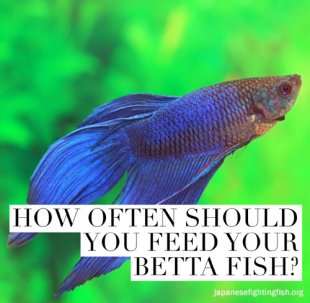 How often should you feed your betta fish