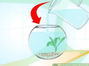 Image titled Care for a Betta Fish in a Vase Step 4