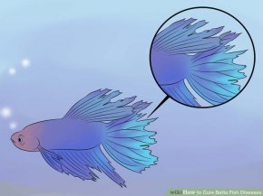 Image titled Cure Betta Fish Diseases Step 1