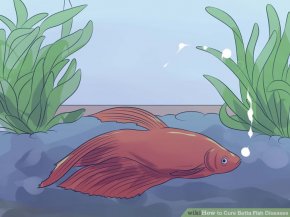 Image titled Cure Betta Fish Diseases Step 7