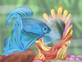 Image titled Determine the Sex of a Betta Fish Step 6