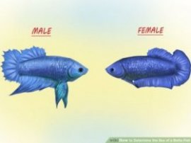 Image titled Determine the Sex of a Betta Fish Step 5