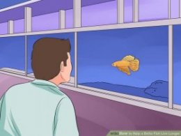 Image titled Help a Betta Fish Live Longer Step 1
