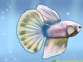 Image titled Identify Different Betta Fish Step 9