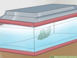 Image titled Look After Tropical Fish Step 5