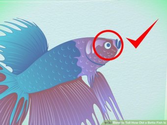 Image titled Tell How Old a Betta Fish Is Step 3
