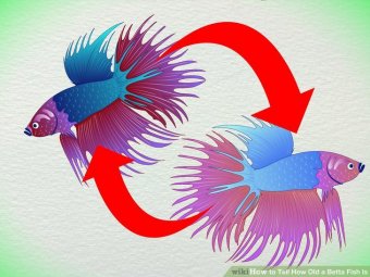 Image titled Tell How Old a Betta Fish Is Step 4