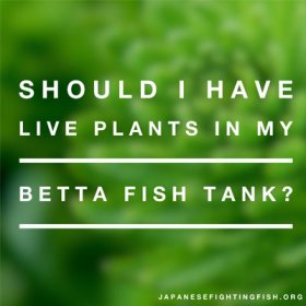 live-plants-with-betta-fish