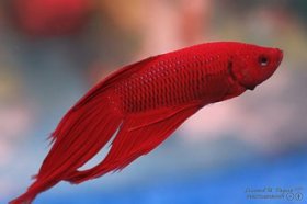 Lovely siamese fighting fish