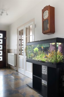 Setting up and Caring for an Aquarium at Home - Quicken Loans Zing Blog