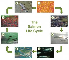 The salmon food web