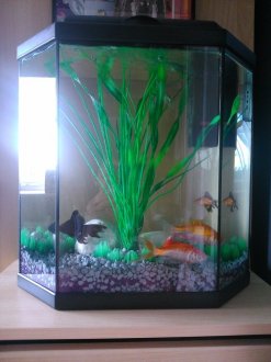 This is my fish tank I turn my light on afternoon, feed them and turn it off before I go to bed!!