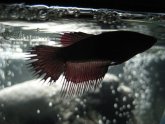 Female Crowntail
