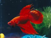 Looking after Siamese fighting fish
