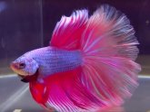 Siamese fighting fish cold water