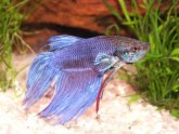 What do Siamese fighting fish eat?