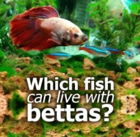 Which fish can live with bettas